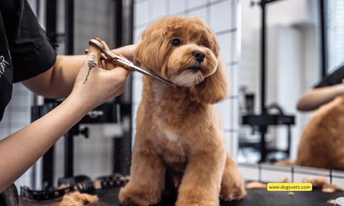 The Disadvantages of Mobile Pet Grooming: What Pet Owners Should Know